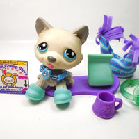 Littlest Pet Shop Husky dog #70 with accessories My Cute Cheap Store