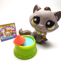 Littlest Pet Shop Tabby cat #2215 with accessories