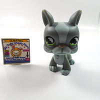 Littlest Pet Shop Boston Terrier #857