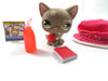 Littlest Pet Shop Gray sitting cat #437 with accessories