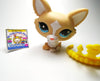 Littlest Pet Shop Corgi gen 7 #12