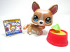 Littlest Pet Shop Shimmer Corgi # 871 with accessories