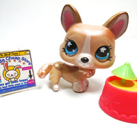 Littlest Pet Shop Shimmer Corgi # 871 with accessories