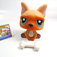 Littlest Pet Shop French Bulldog #1847 with a bone