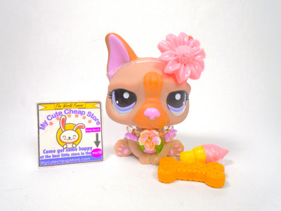 Littlest Pet Shop Rare Pink Brown French Bulldog #1896 & accessories authentic