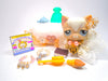 Littlest Pet Shop Rare Cream White Angora Cat #1047 & cute accessories authentic