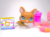 Littlest Pet Shop Rare Brown White Corgi Dog #949 & cute accessories Authentic