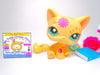 Littlest Pet Shop Sitting Post Card Cat #1231 with accessories Authentic