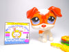 Littlest Pet Shop Rare Brown White Jack Russel Dog #2401 & accessories Authentic
