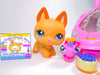 Littlest Pet Shop Rare Advent Calendar German Shepard #2196 with accessories
