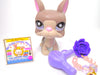 Littlest Pet Shop Grey Boston Terrier Dog #958 & cute accessories Authentic
